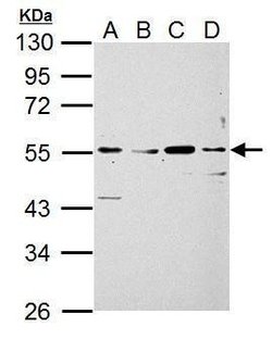 Invitrogen SIGLEC7 Polyclonal Antibody 100 &mu;L | Buy Online | Invitrogen&trade; | Fisher Scientific