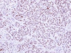 Invitrogen RCC2 Polyclonal Antibody 100 &mu;L; Unconjugated:Antibodies,