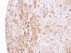 Invitrogen Latexin Polyclonal Antibody 100 μL; Unconjugated:Antibodies,