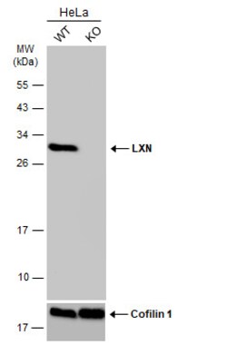 Invitrogen Latexin Polyclonal Antibody 100 μL; Unconjugated:Antibodies,