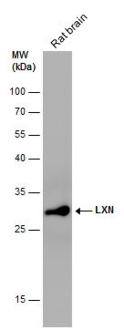 Invitrogen Latexin Polyclonal Antibody 100 μL; Unconjugated:Antibodies,