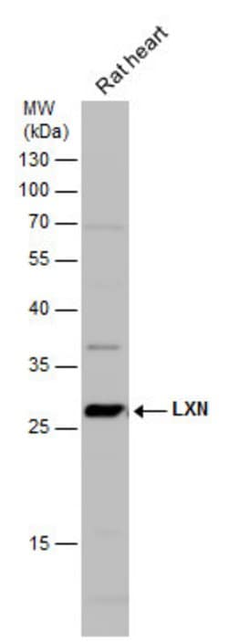 Invitrogen Latexin Polyclonal Antibody 100 μL; Unconjugated:Antibodies,