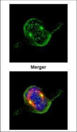 Invitrogen ZWINT Polyclonal Antibody 100 &mu;L | Buy Online | Invitrogen&trade; | Fisher Scientific