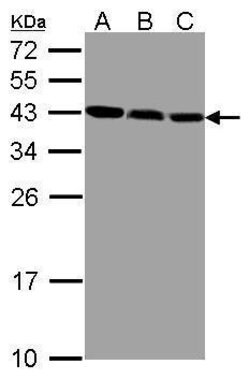 Invitrogen ZWINT Polyclonal Antibody 100 &mu;L | Buy Online | Invitrogen&trade; | Fisher Scientific