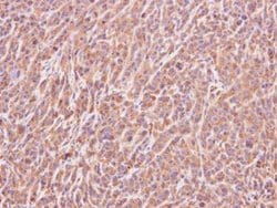 Invitrogen ART5 Polyclonal Antibody 100 &mu;L; Unconjugated:Antibodies,