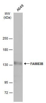 FAM83B Polyclonal Antibody, Invitrogen™