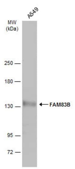 FAM83B Polyclonal Antibody, Invitrogen 100 &mu;L; Unconjugated:Antibodies,
