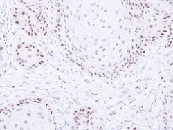 Invitrogen PAF1 Polyclonal Antibody 100 μL; Unconjugated:Antibodies,