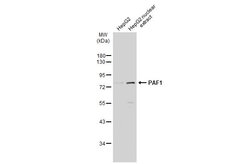 Invitrogen PAF1 Polyclonal Antibody 100 μL; Unconjugated:Antibodies,