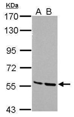 Invitrogen MST2 Polyclonal Antibody 100 &mu;L | Buy Online | Invitrogen&trade; | Fisher Scientific