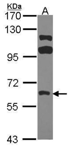 Invitrogen FRK Polyclonal Antibody 100 &mu;L; Unconjugated:Antibodies,
