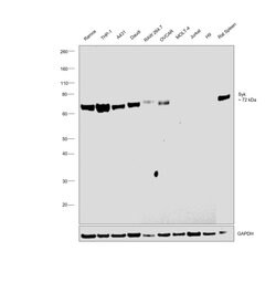 Invitrogen Syk Polyclonal Antibody 100 &mu;L; Unconjugated:Antibodies,