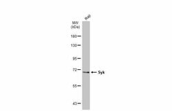 Invitrogen Syk Polyclonal Antibody 100 &mu;L; Unconjugated:Antibodies,