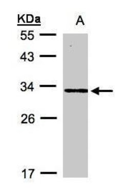 Invitrogen DAPP1 Polyclonal Antibody 100 &mu;L; Unconjugated:Antibodies,