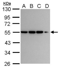 Invitrogen CaMKI gamma Polyclonal Antibody 100 &mu;L; Unconjugated:Antibodies,