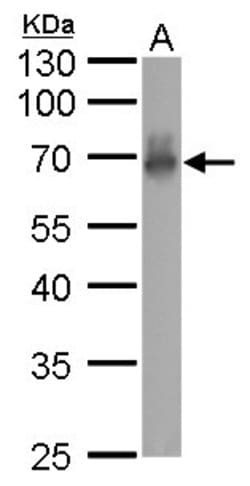Invitrogen CaMKI gamma Polyclonal Antibody 100 &mu;L; Unconjugated:Antibodies,