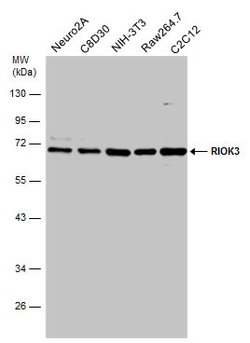 Invitrogen RIOK3 Polyclonal Antibody 100 &mu;L; Unconjugated:Antibodies,
