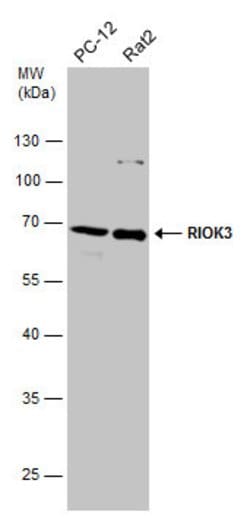 Invitrogen RIOK3 Polyclonal Antibody 100 &mu;L; Unconjugated:Antibodies,