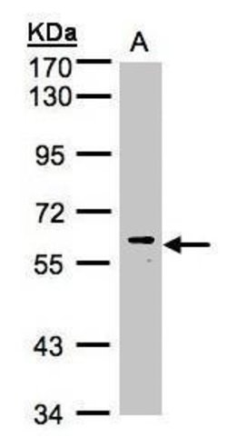 Invitrogen MAPK15 Polyclonal Antibody 100 &mu;L; Unconjugated:Antibodies,