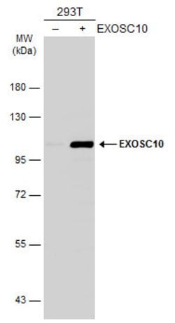 Invitrogen EXOSC10 Polyclonal Antibody 100 &mu;L; Unconjugated:Antibodies,
