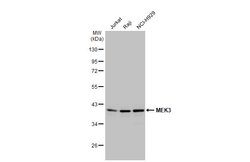 Invitrogen MEK3 Polyclonal Antibody 100 &mu;L; Unconjugated:Antibodies,