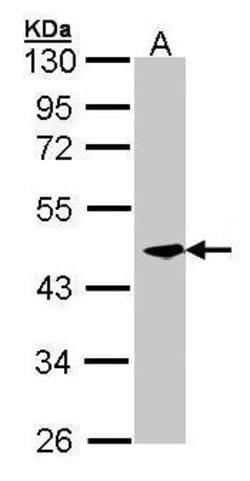 Invitrogen CKMT2 Polyclonal Antibody 100 &mu;L; Unconjugated:Antibodies,