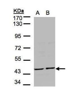 Invitrogen STK32B Polyclonal Antibody 100 &mu;L; Unconjugated:Antibodies,