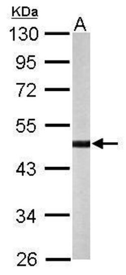 Invitrogen STK32B Polyclonal Antibody 100 &mu;L; Unconjugated:Antibodies,