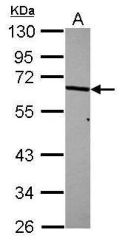 Invitrogen p70 S6 Kinase Polyclonal Antibody 100 &mu;L; Unconjugated:Antibodies,