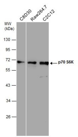Invitrogen p70 S6 Kinase Polyclonal Antibody 100 &mu;L; Unconjugated:Antibodies,