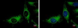 Invitrogen Adenylate Kinase 2 Polyclonal Antibody 100 &mu;L; Unconjugated:Antibodies,