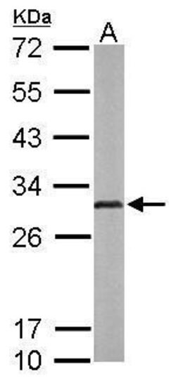 Invitrogen Adenylate Kinase 2 Polyclonal Antibody 100 &mu;L; Unconjugated:Antibodies,