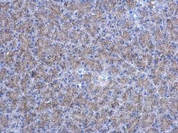 Invitrogen Adenylate Kinase 2 Polyclonal Antibody 100 &mu;L; Unconjugated:Antibodies,