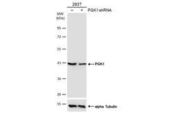 Invitrogen PGK1 Polyclonal Antibody 100 &mu;L; Unconjugated:Antibodies,