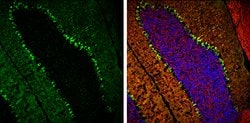 Invitrogen PKC gamma Polyclonal Antibody 100 μL; Unconjugated:Antibodies,
