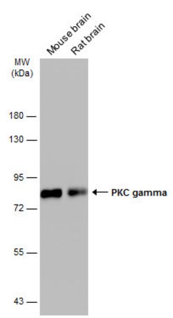 Invitrogen PKC gamma Polyclonal Antibody 100 μL; Unconjugated:Antibodies,