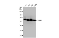Invitrogen PKM2 Polyclonal Antibody 100 &mu;L; Unconjugated:Antibodies,