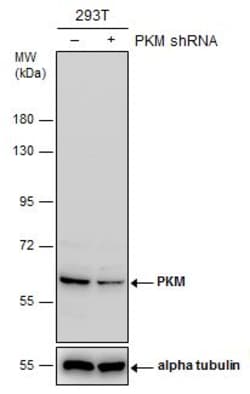 Invitrogen PKM2 Polyclonal Antibody 100 &mu;L; Unconjugated:Antibodies,