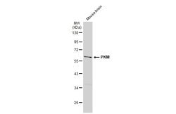 Invitrogen PKM2 Polyclonal Antibody 100 &mu;L; Unconjugated:Antibodies,