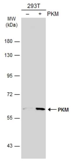 Invitrogen PKM2 Polyclonal Antibody 100 &mu;L; Unconjugated:Antibodies,