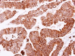 Invitrogen SCRIB Polyclonal Antibody 100 &mu;L; Unconjugated:Antibodies,