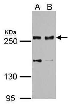 Invitrogen SCRIB Polyclonal Antibody 100 &mu;L; Unconjugated:Antibodies,