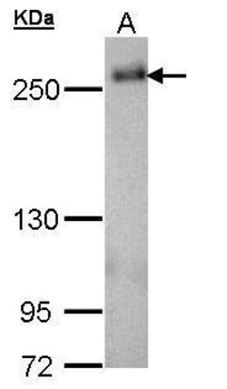 Invitrogen SCRIB Polyclonal Antibody 100 &mu;L; Unconjugated:Antibodies,