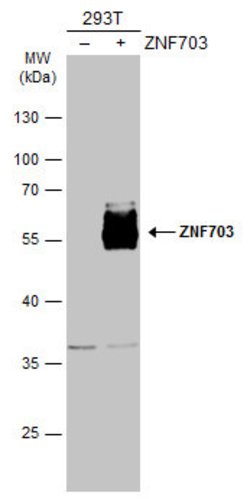 Invitrogen ZNF703 Polyclonal Antibody 100 μL; Unconjugated:Antibodies,