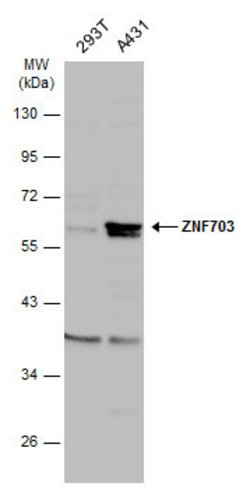Invitrogen ZNF703 Polyclonal Antibody 100 μL; Unconjugated:Antibodies,