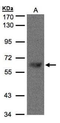 Invitrogen TBL1X Polyclonal Antibody 100 &mu;L; Unconjugated:Antibodies,