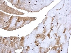 Invitrogen c-Raf Polyclonal Antibody 100 &mu;L; Unconjugated:Antibodies,