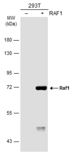 Invitrogen c-Raf Polyclonal Antibody 100 &mu;L; Unconjugated:Antibodies,