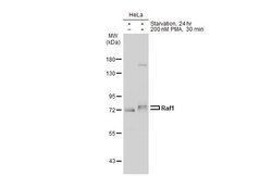 Invitrogen c-Raf Polyclonal Antibody 100 &mu;L; Unconjugated:Antibodies,