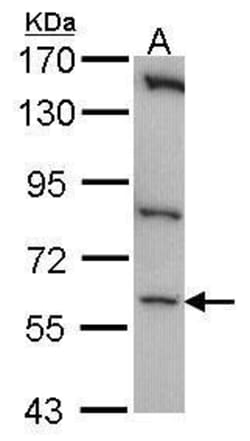 Invitrogen CLK1 Polyclonal Antibody 100 &mu;L; Unconjugated:Antibodies,
